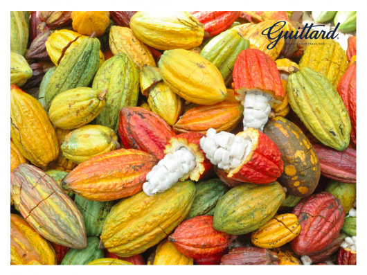 Guittard Poster - Cacao Pods