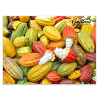Guittard Poster - Cacao Pods